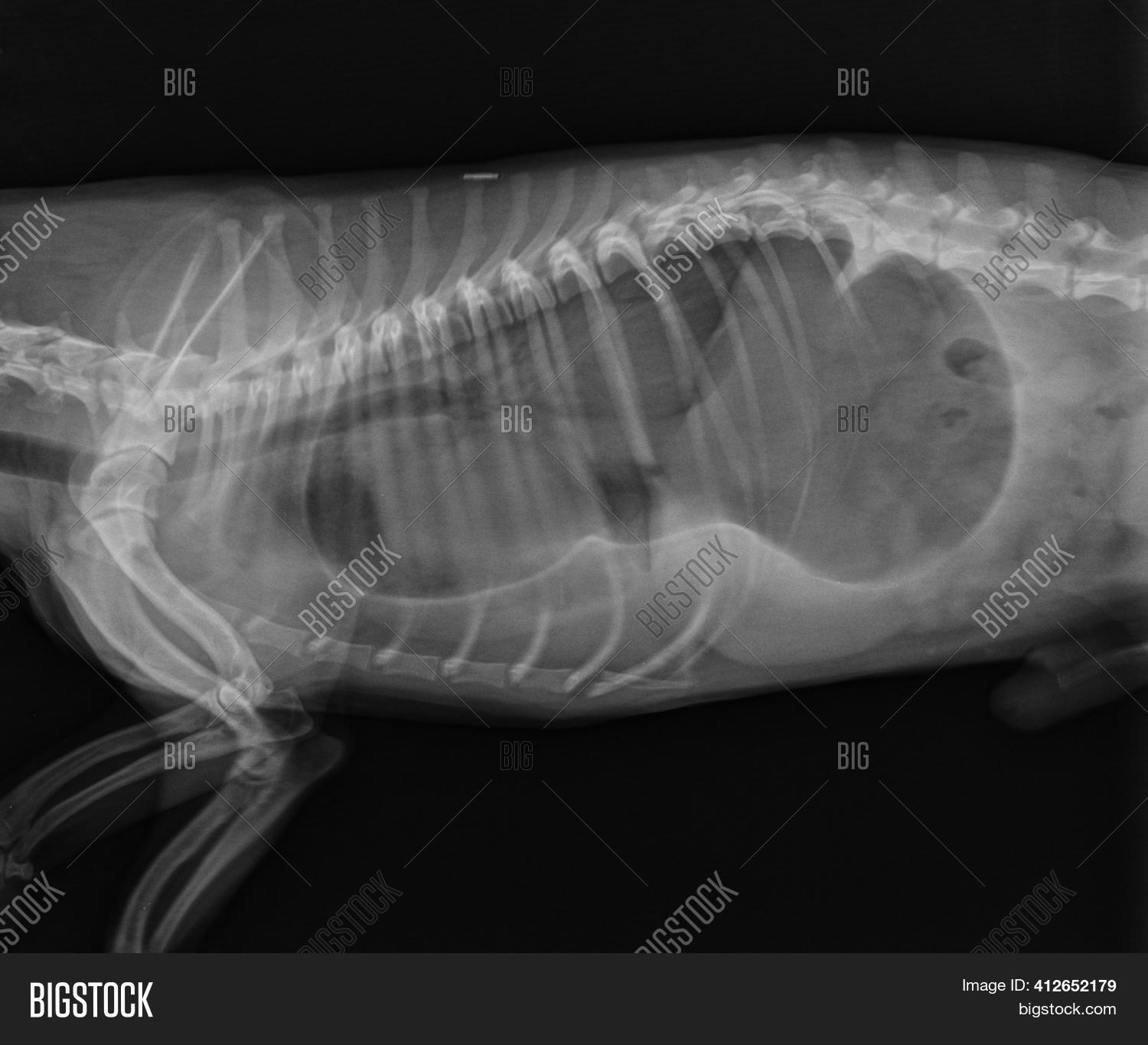 Dog X Ray. Image & Photo (Free Trial) Bigstock