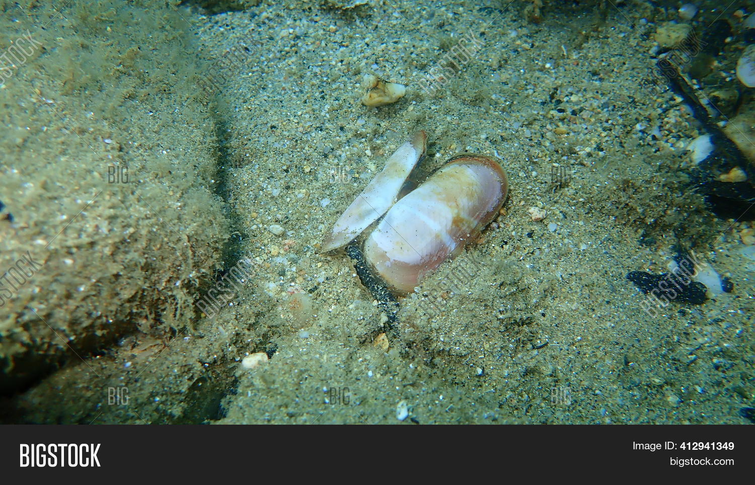 Seashell Bivalve Image & Photo (Free Trial) | Bigstock