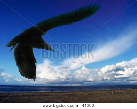 Sea Gull