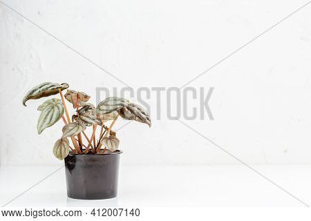 Peperomia Caperata Silver Frost In The Nursery Pot, Young Indoor Plant, Dark Green With A Silver Shi