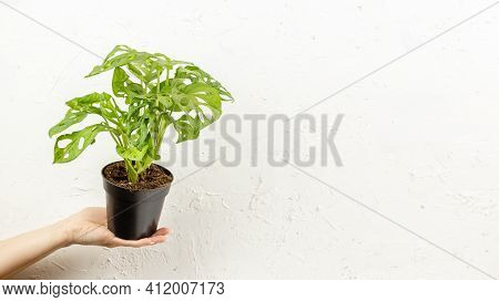 Monstera Adonsonii, Hand Holding Monkey Mask Plant In The Nursery Pot Over White Wall, Concept Of Ur