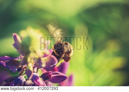 Bumble Bee Pollinating And Collecting Nectar From A Lupin Flower In The Garden At The Sunset. Shallo