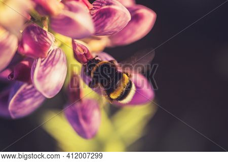 Bumble Bee Pollinating And Collecting Nectar From A Lupin Flower In The Garden At The Sunset. Shallo