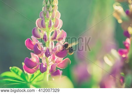 Bumble Bee Pollinating And Collecting Nectar From A Lupin Flower In The Garden At The Sunset. Shallo