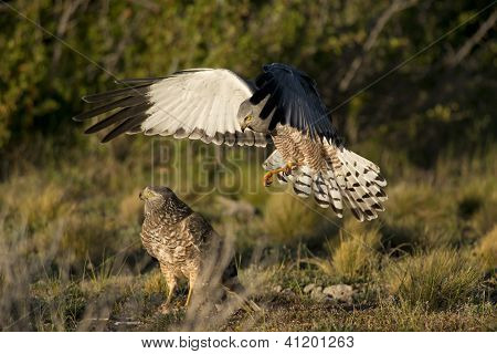 Mužské hnědý Harrier útočící samice