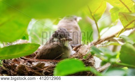 Little Red-whiskered Bulbul (pycnonotus Jocosus) Bird Living In A Bird's Nest.