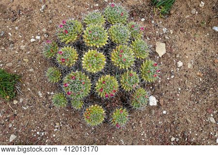 Clump Of Mammillaria Sartorii Cactii With Pink Flowers And A Mediterranean Garden