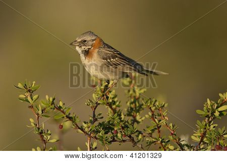 Rufous-Bahianjokihaukka varpunen oksalla