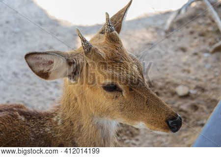 Beautiful Axis Deer In The Nature Habitat In Thailand.beautiful Axis Deer Close Up.