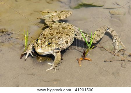 Sapo grande en el estanque