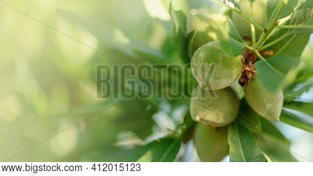 Green Almond Branches And Fruits Or Nuts Outside In Garden Natural Blurred Background. Leaves And Yo
