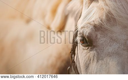 Portrait Of A White Beautiful Horse With A Halter On Its Muzzle And Brown Eyes, Illuminated By Warm 