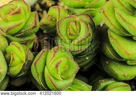 Beautiful Crassula Perforata Succulent Plant In The Garden