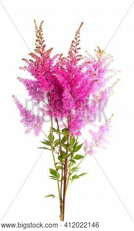 Astilba Summer Bouquet Isolated On White Background.