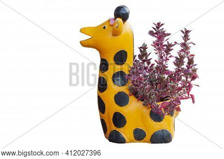 Pink Calico Plant Or Alternanthera In Pot In The Garden Isolated On White Background Included Clippi