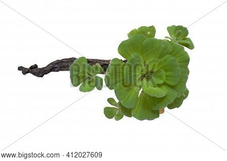 Pistia Stratiotes Linn Is Plant In Water Isolated On White Background With Clipping Path.