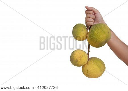 Hand Holding Ripe Santol Or Sentul Fruit (sandoricum Koetjape) Isolated On White Background Included
