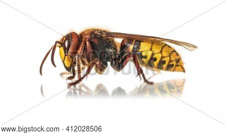 Side view of a Hornet, Vespa Crabro, isolated on white
