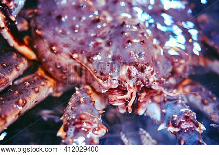 Red Kamchatka Crab (paralithodes Camtschaticus) Is A Species Of Hermit Crab In The Family Craboidae.