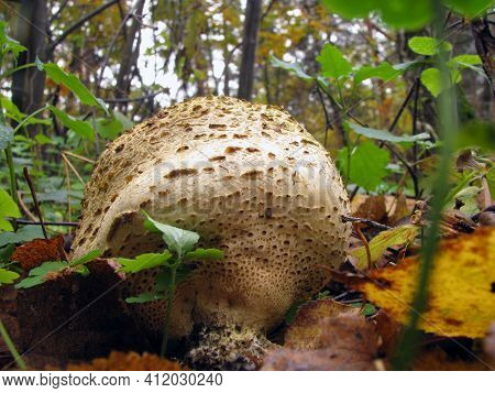 Mushroom Family Handkea Utriformis, Lycoperdon Utriforme, Lycoperdon Coelatum, Calvatia Utriformis. 