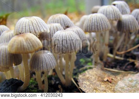 Very Small Mushroom Growing In Large Groups, Forming Small Parasitophobia, Yellowish-gray, Deeply Ru