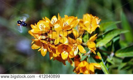 A Bee In Flight In Front Of A Yellow Flower Collecting Pollen For Honey. Insects Useful For The Ecos