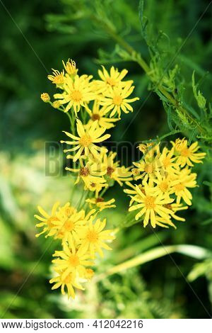Jacobaea (jacobaea Vulgaris) Is A Poisonous Herb That Is Dangerous To Pets. Yellow Wildflowers.