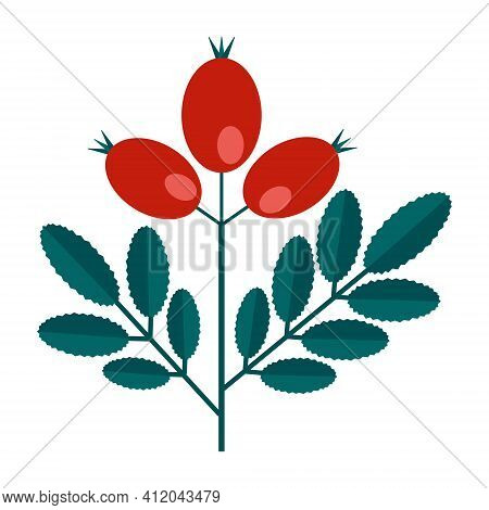 Simple Minimalistic Green Branch Of A Dogrose With Leaves And Red Berries. Floral Collection Of Colo