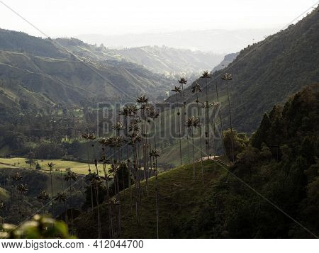 Aerial Outdoor Nature Landscape Panorama Of Tall Wax Palm Trees In Valle Del Cocora Valley In Salent