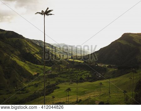 Aerial Outdoor Nature Landscape Panorama Of Tall Wax Palm Trees In Valle Del Cocora Valley In Salent