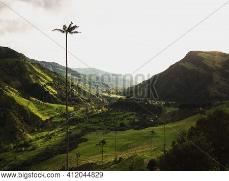 Aerial Outdoor Nature Landscape Panorama Of Tall Wax Palm Trees In Valle Del Cocora Valley In Salent