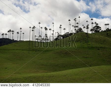 Outdoor Nature Landscape Panorama Of Tall Wax Palm Trees In Valle Del Cocora Valley In Salento Quind