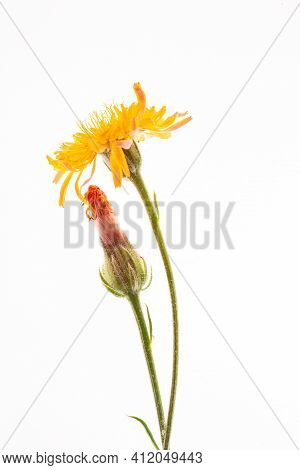 Crepis Biennis Close Up Isolated On The White Background