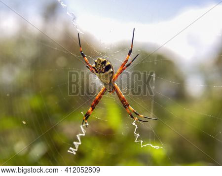 Macro Photography Of A Silver Argiope Spider On Its Web, Captured At A Garden Near The Colonial Town