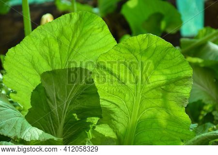 Sap Green And Fresh Indian Mustard Leaf For Healthy Salad