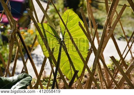 Elephant Ear Also Called Giant Green Tropical Arrow Leaf And Taro Plant