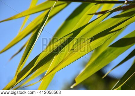 Green Leaves Shinning In Bright Sunlight With Visible Texture