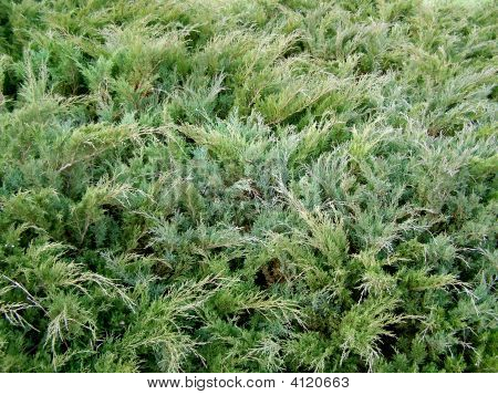 Juniper Hintergrund
