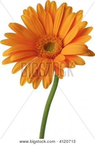 Gerbera żółta