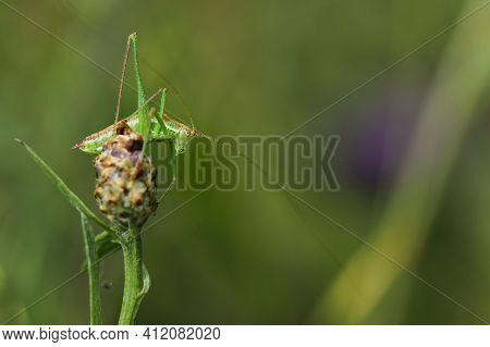 Green Grasshopper On An Autumn Field Plant. The Great Green Cricket Tettigonia Viridissima, Is A Lar