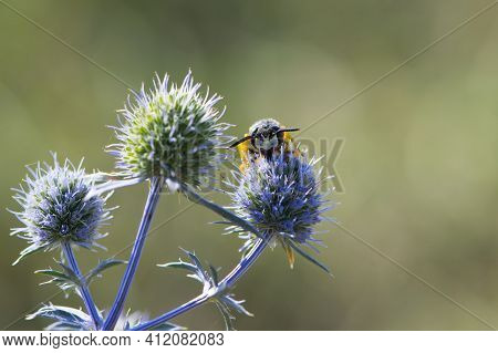 Wasp Sitting On A Blue Thorny Plant Eringium. Polistes Dominula, Also Known As The European Paper Wa
