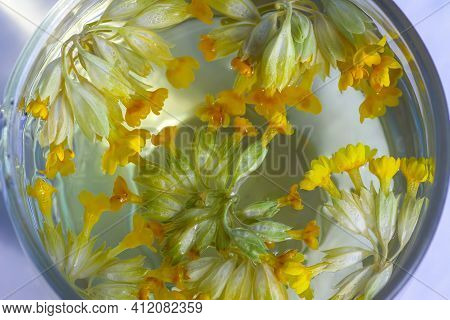 Herbal Tea With The Primula Veris Flowers In Transparent Glass Cup. Common Cowslip, Petrella, Key Of