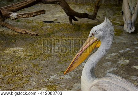 The Large White Pelican, Pelecanus Onocrotalus, Also Known As The Pink Pelican, Is A Bird Of The Pel