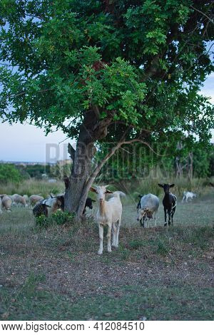 Grazing At Sunset