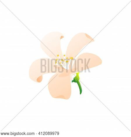 Pink Jasmine In Bloom Isolated Realistic Flower Icon. Vector Herbal Tea Ingredient, Gentle Blooming 