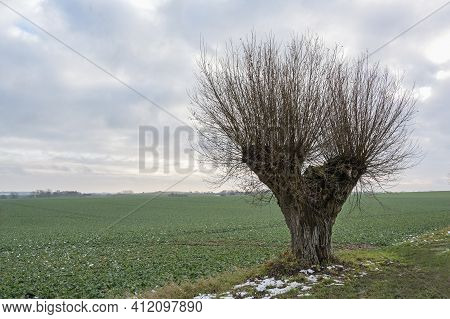Loneley Trimmed Pollarded Willow Tree With Rough Bark And Long Shoots At The Edge Of The Field Under