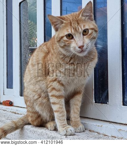 Photo Of Beautiful Homeless Cat In Basra City