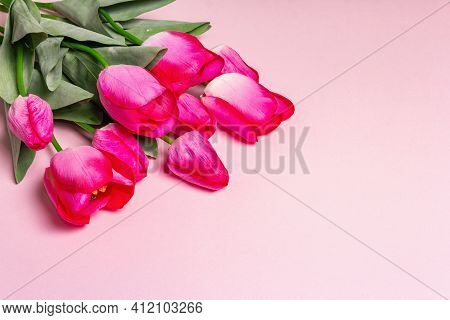 Bouquet Of Bright Pink Tulips On Matte Rosy Background