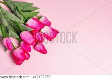 Bouquet Of Bright Pink Tulips On Matte Rosy Background