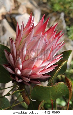 Protea